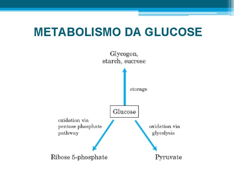 METABOLISMO DA GLUCOSE 