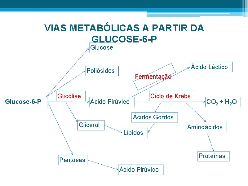 VIAS METABÓLICAS A PARTIR DA GLUCOSE-6 -P Glucose Ácido Láctico Poliósidos Glucose-6 -P Glicólise