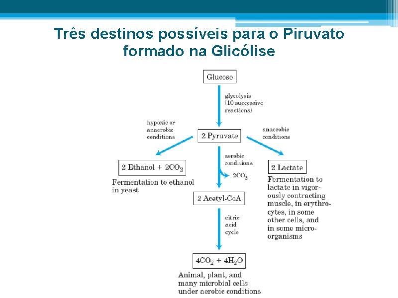 Três destinos possíveis para o Piruvato formado na Glicólise 