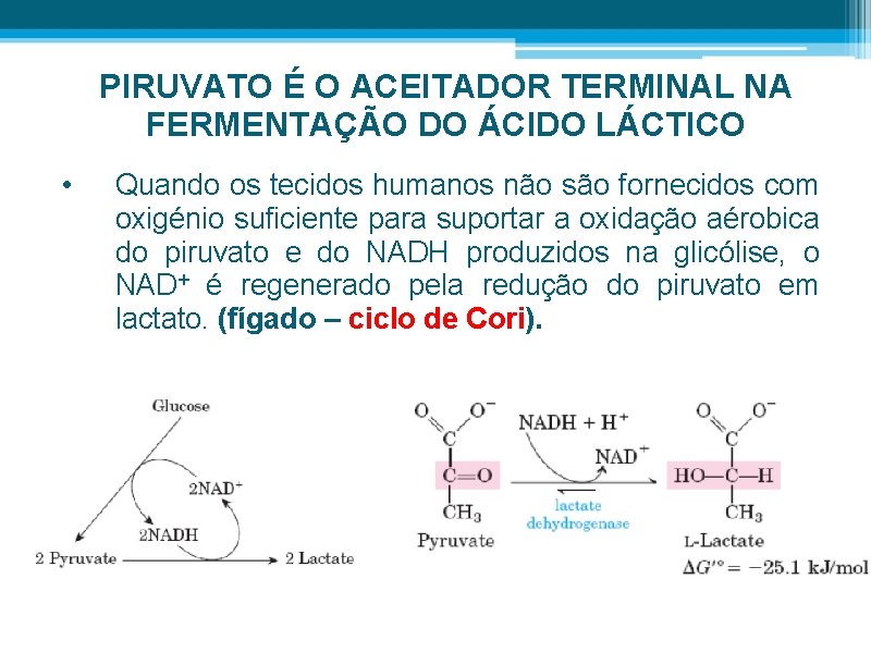 PIRUVATO É O ACEITADOR TERMINAL NA FERMENTAÇÃO DO ÁCIDO LÁCTICO • Quando os tecidos