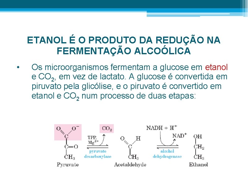 ETANOL É O PRODUTO DA REDUÇÃO NA FERMENTAÇÃO ALCOÓLICA • Os microorganismos fermentam a