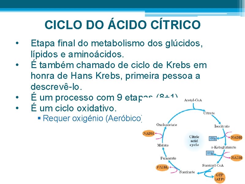 CICLO DO ÁCIDO CÍTRICO • • Etapa final do metabolismo dos glúcidos, lípidos e