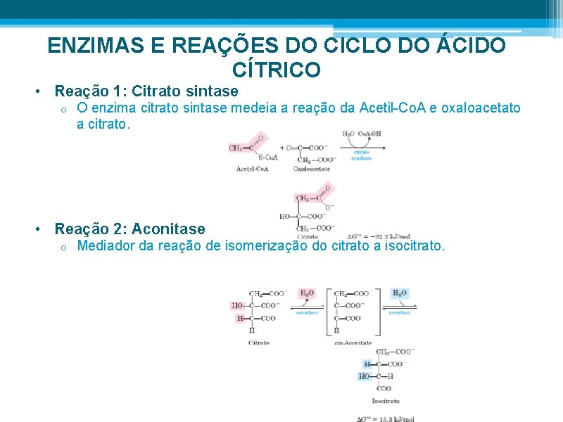 ENZIMAS E REAÇÕES DO CICLO DO ÁCIDO CÍTRICO • Reação 1: Citrato sintase o