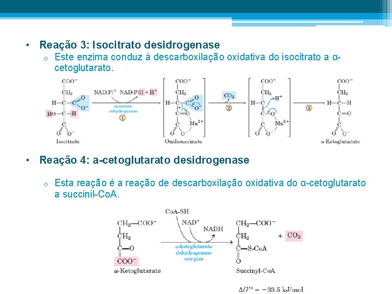  • Reação 3: Isocitrato desidrogenase o Este enzima conduz à descarboxilação oxidativa do