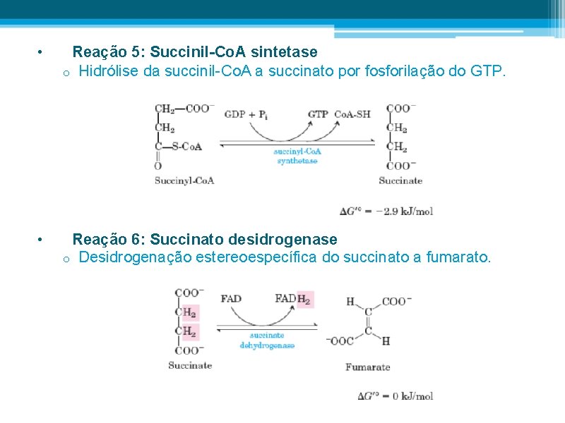  • Reação 5: Succinil-Co. A sintetase o Hidrólise da succinil-Co. A a succinato