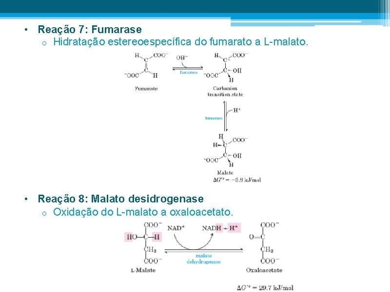  • Reação 7: Fumarase o Hidratação estereoespecífica do fumarato a L-malato. • Reação