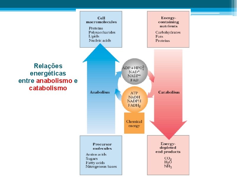 Relações energéticas entre anabolismo e catabolismo 
