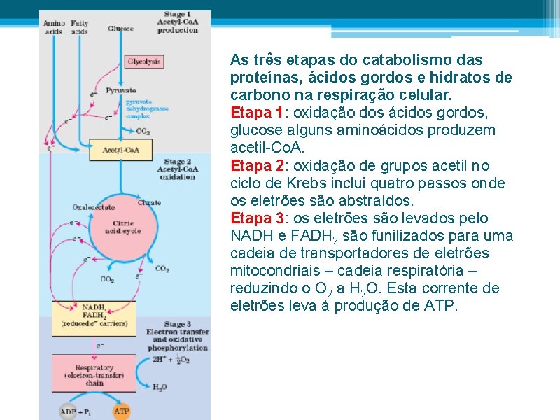 As três etapas do catabolismo das proteínas, ácidos gordos e hidratos de carbono na