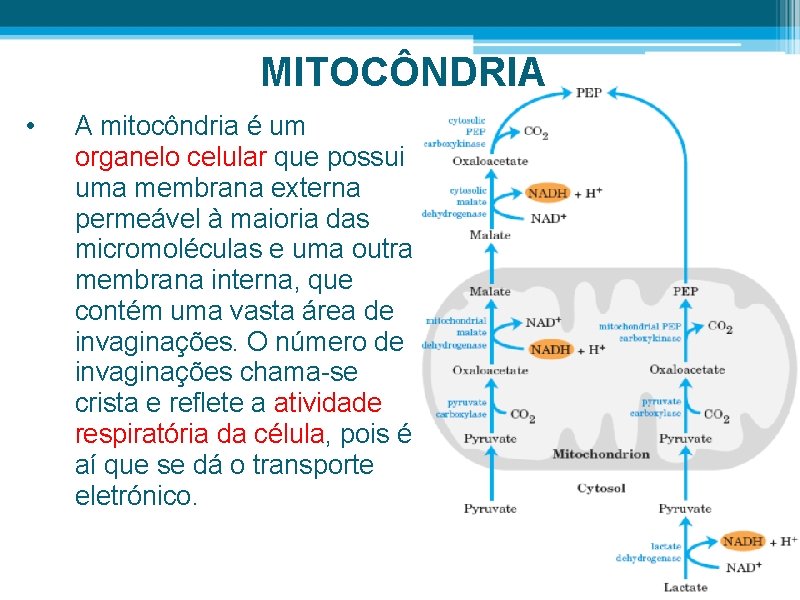 MITOCÔNDRIA • A mitocôndria é um organelo celular que possui uma membrana externa permeável