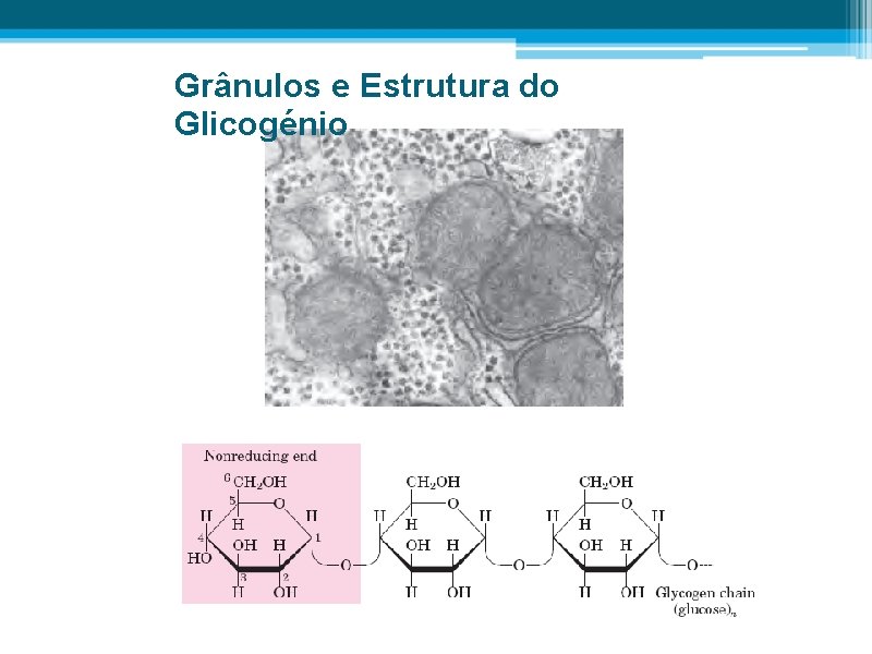 Grânulos e Estrutura do Glicogénio 