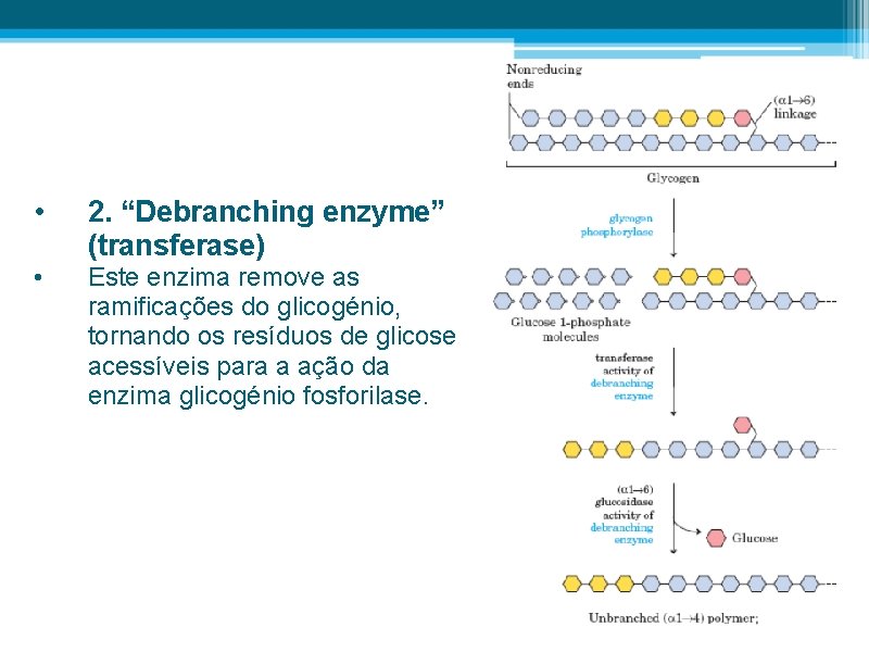  • 2. “Debranching enzyme” (transferase) • Este enzima remove as ramificações do glicogénio,