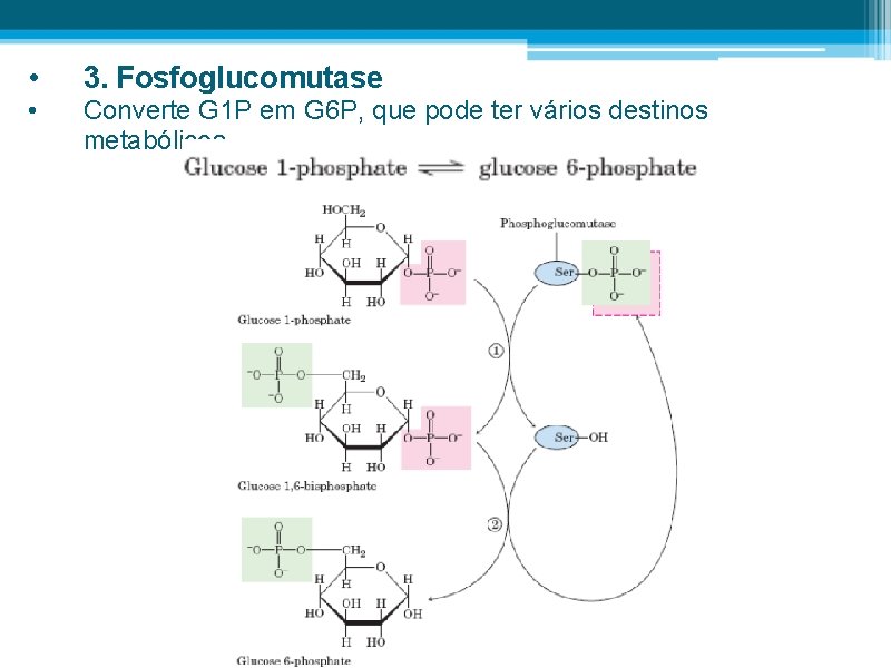  • 3. Fosfoglucomutase • Converte G 1 P em G 6 P, que