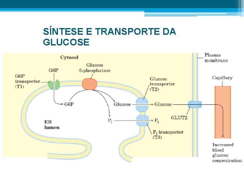 SÍNTESE E TRANSPORTE DA GLUCOSE 