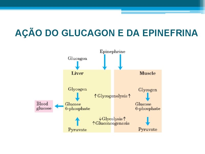 AÇÃO DO GLUCAGON E DA EPINEFRINA 