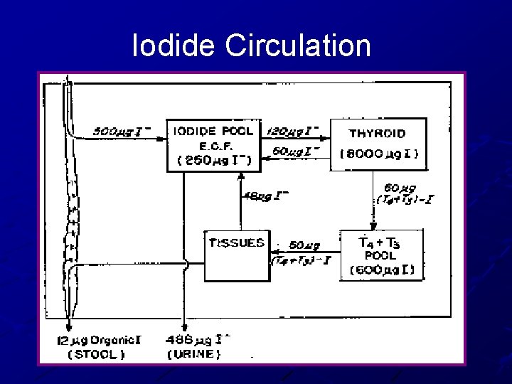 Iodide Circulation 