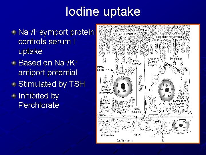 Iodine uptake Na+/I- symport protein controls serum Iuptake Based on Na+/K+ antiport potential Stimulated
