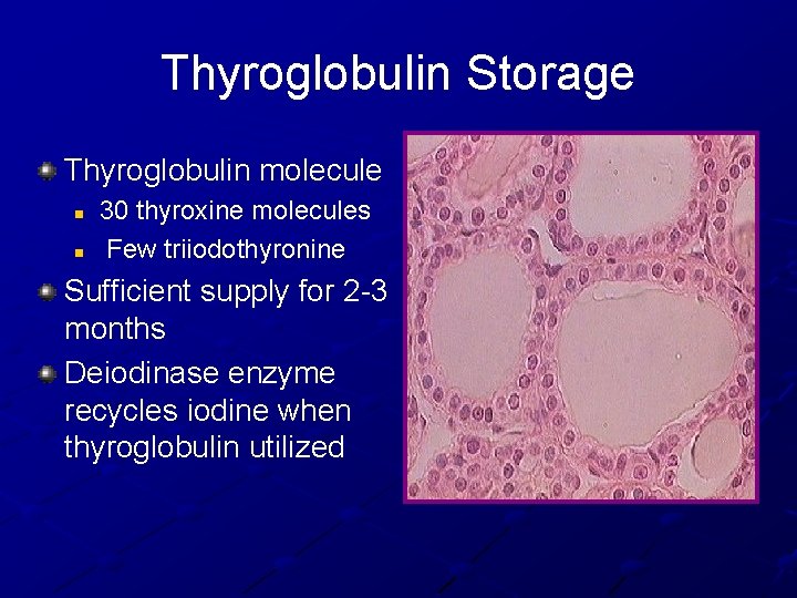 Thyroglobulin Storage Thyroglobulin molecule n n 30 thyroxine molecules Few triiodothyronine Sufficient supply for