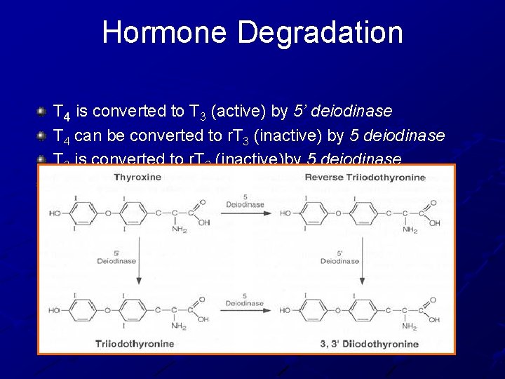 Hormone Degradation T 4 is converted to T 3 (active) by 5’ deiodinase T