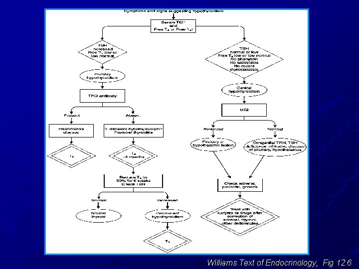 Williams Text of Endocrinology, Fig 12. 6 