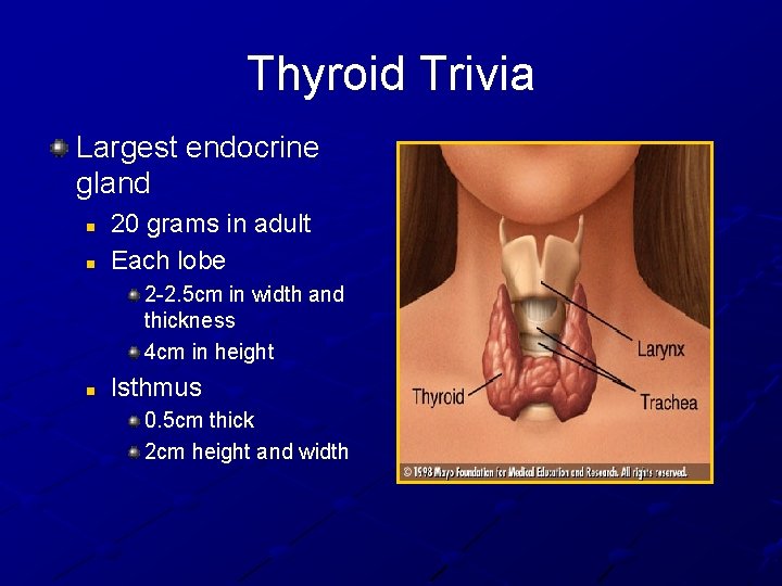 Thyroid Trivia Largest endocrine gland n n 20 grams in adult Each lobe 2