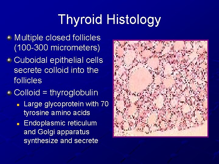 Thyroid Histology Multiple closed follicles (100 -300 micrometers) Cuboidal epithelial cells secrete colloid into