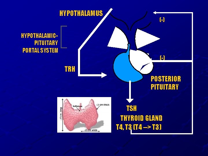 HYPOTHALAMUS (-) HYPOTHALAMICPITUITARY PORTAL SYSTEM (-) TRH (+) ANTERIOR PITUITARY POSTERIOR PITUITARY TSH THYROID