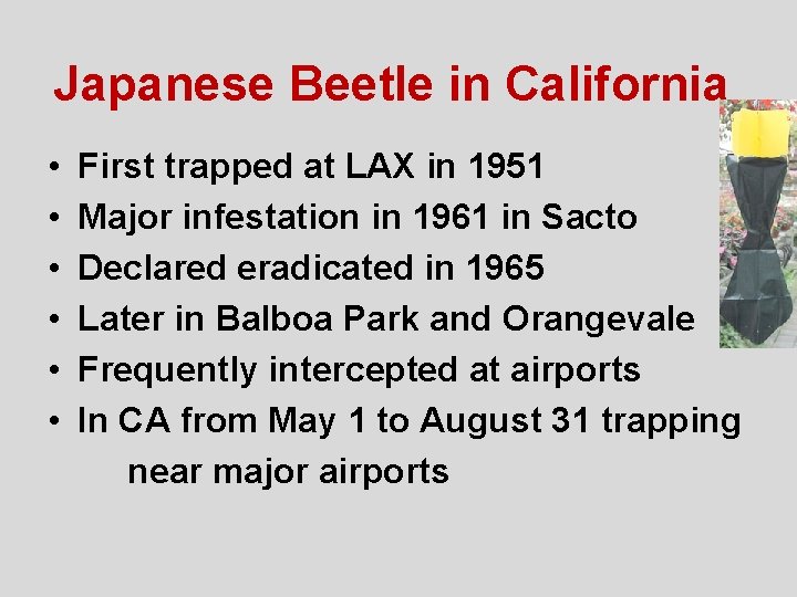 Japanese Beetle in California • • • First trapped at LAX in 1951 Major