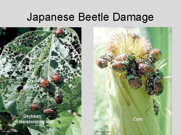 Japanese Beetle Damage Soybean (skeletonizing leaf) Corn 