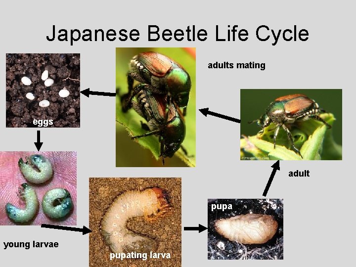 Japanese Beetle Life Cycle adults mating eggs adult pupa young larvae pupating larva 