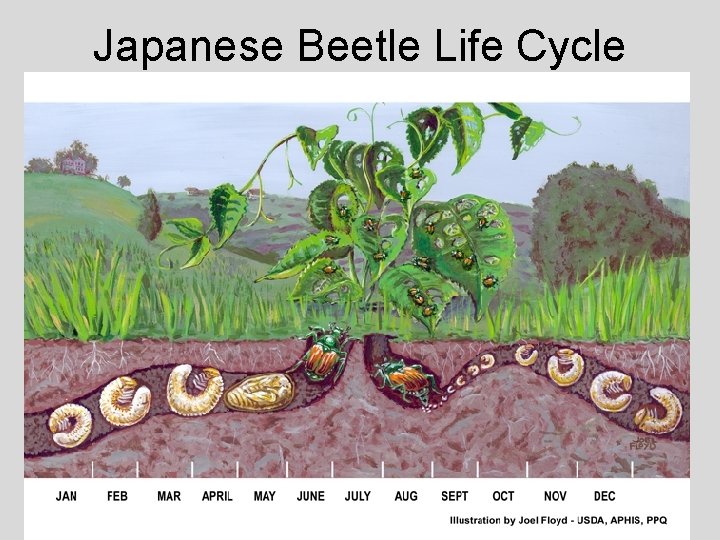 Japanese Beetle Life Cycle 