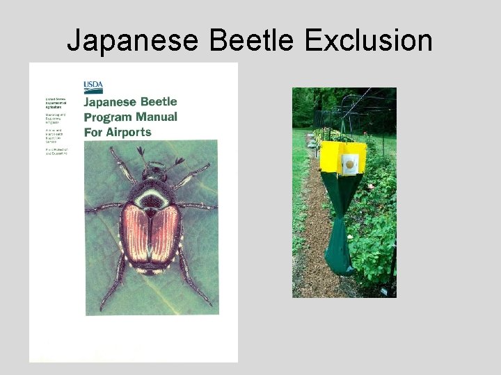 Japanese Beetle Exclusion 
