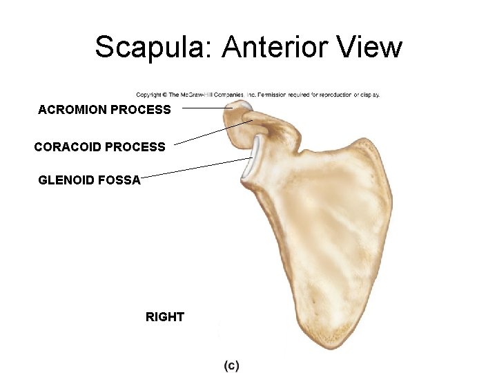 Scapula: Anterior View ACROMION PROCESS CORACOID PROCESS GLENOID FOSSA RIGHT 