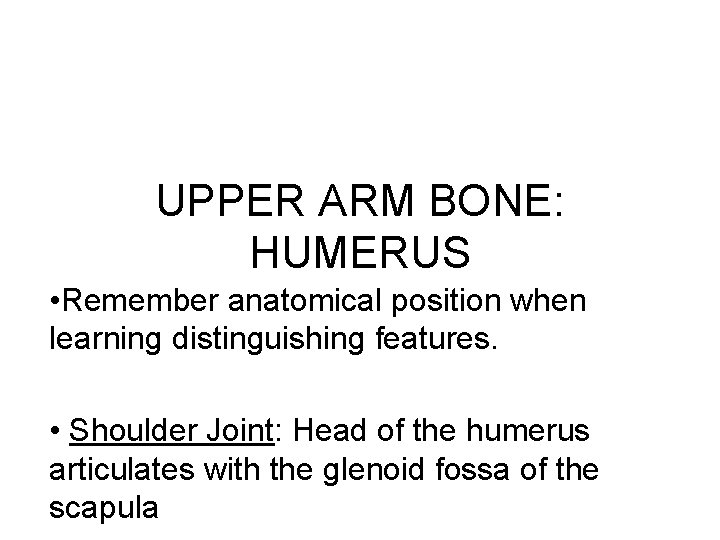UPPER ARM BONE: HUMERUS • Remember anatomical position when learning distinguishing features. • Shoulder