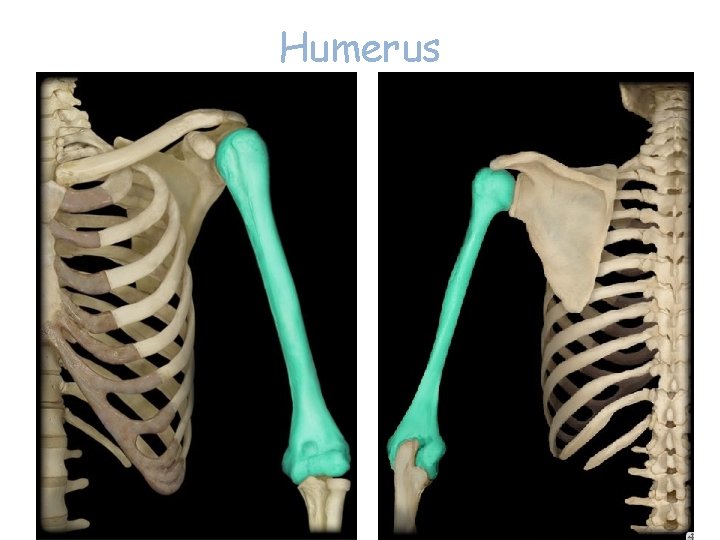 Humerus 17 