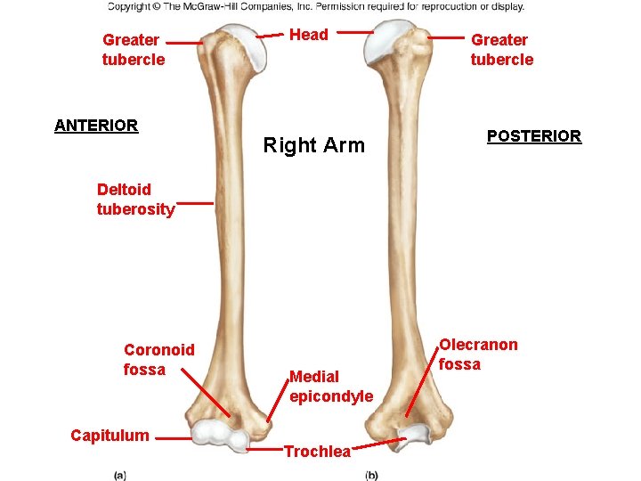 Greater tubercle ANTERIOR Head Right Arm Greater tubercle POSTERIOR Deltoid tuberosity Coronoid fossa Capitulum