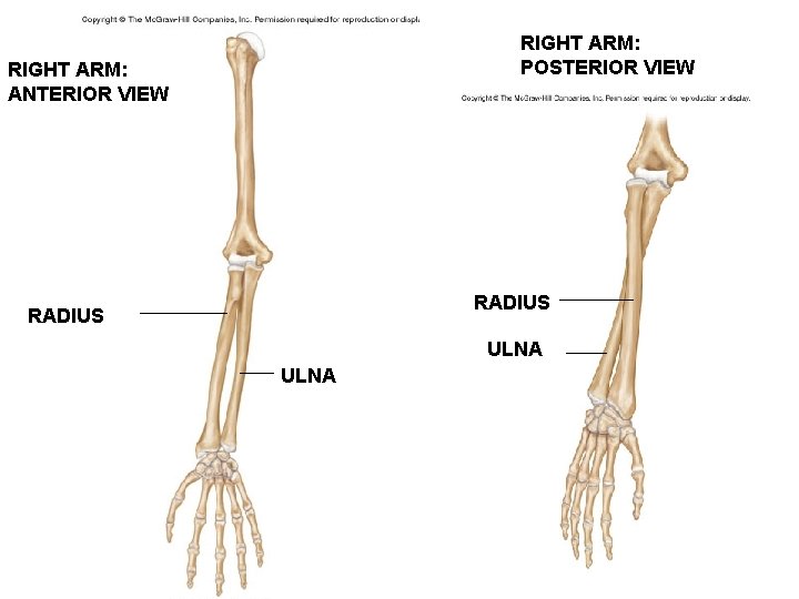 RIGHT ARM: POSTERIOR VIEW RIGHT ARM: ANTERIOR VIEW RADIUS ULNA 