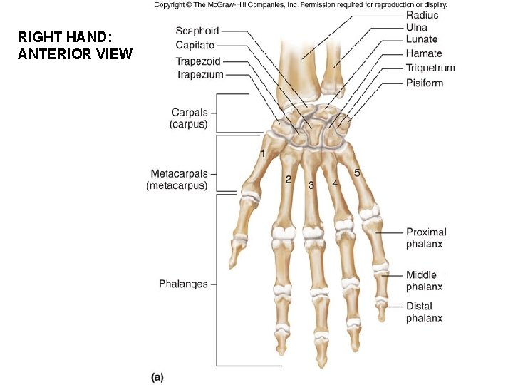 RIGHT HAND: ANTERIOR VIEW Figure 07. 45 a 