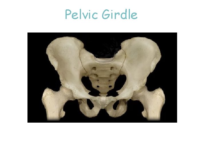 Pelvic Girdle 27 