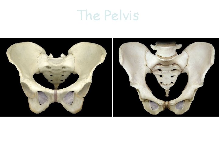 The Pelvis 32 