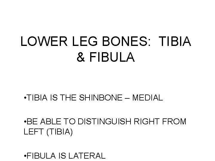 LOWER LEG BONES: TIBIA & FIBULA • TIBIA IS THE SHINBONE – MEDIAL •
