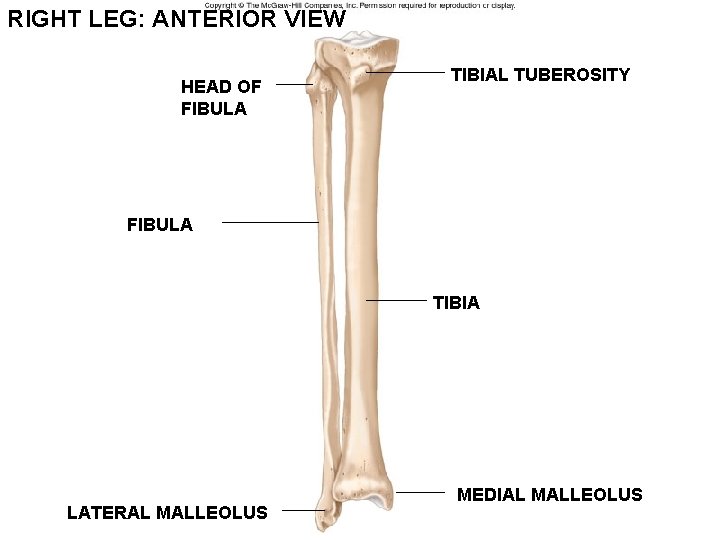 RIGHT LEG: ANTERIOR VIEW HEAD OF FIBULA TIBIAL TUBEROSITY FIBULA TIBIA LATERAL MALLEOLUS MEDIAL