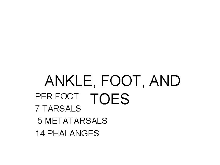 ANKLE, FOOT, AND PER FOOT: TOES 7 TARSALS 5 METATARSALS 14 PHALANGES 