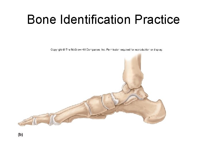 Bone Identification Practice 