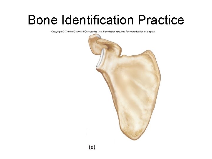 Bone Identification Practice 