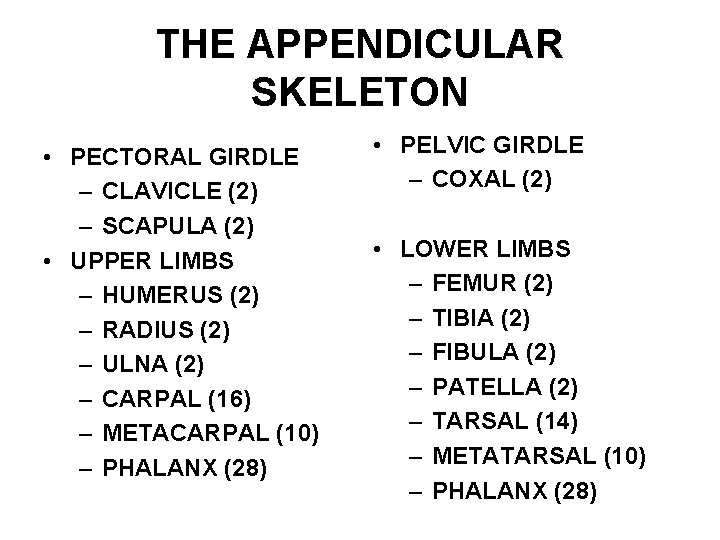 THE APPENDICULAR SKELETON • PECTORAL GIRDLE – CLAVICLE (2) – SCAPULA (2) • UPPER