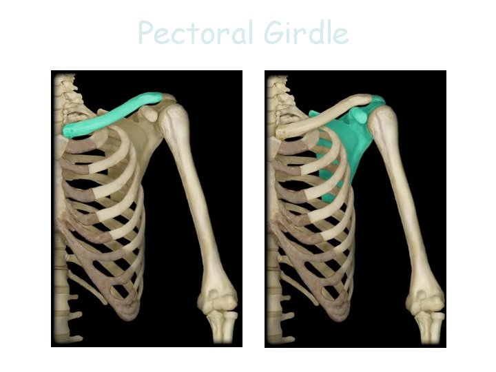 Pectoral Girdle 9 