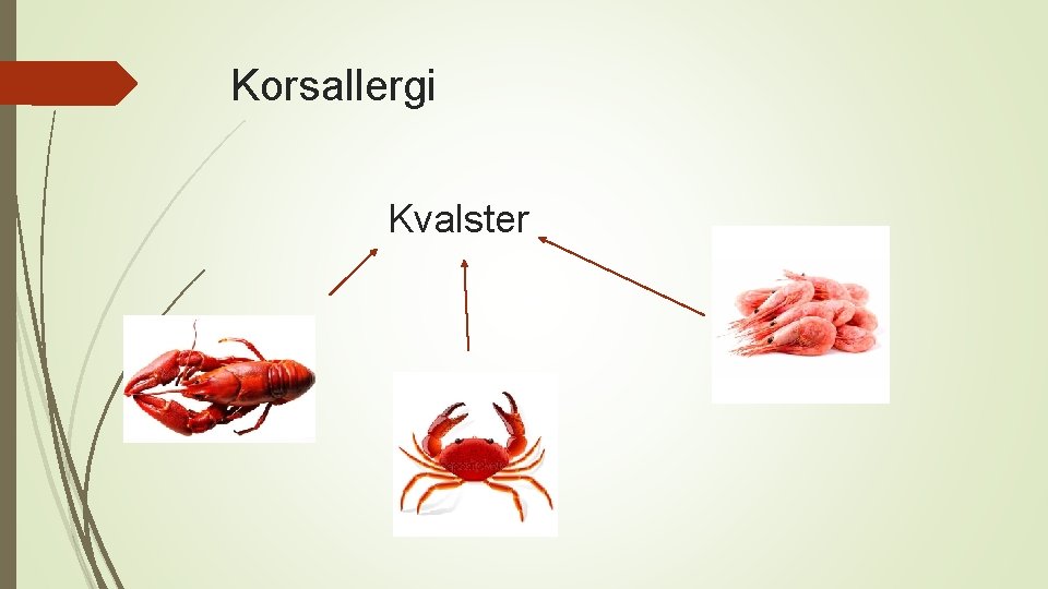 Korsallergi Kvalster 