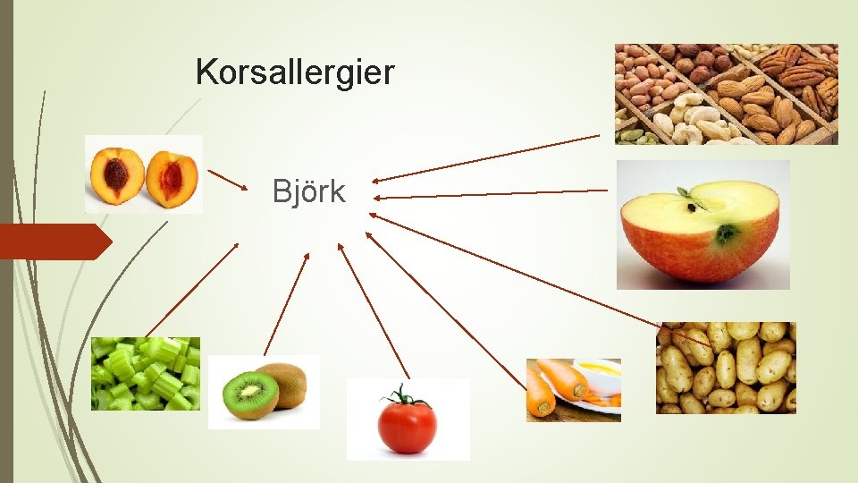 Korsallergier Björk 