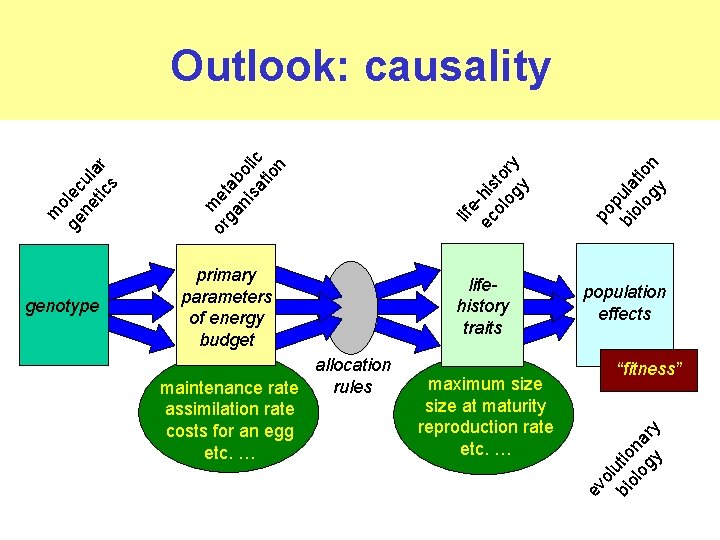 allocation rules maintenance rate assimilation rate costs for an egg etc. … maximum size