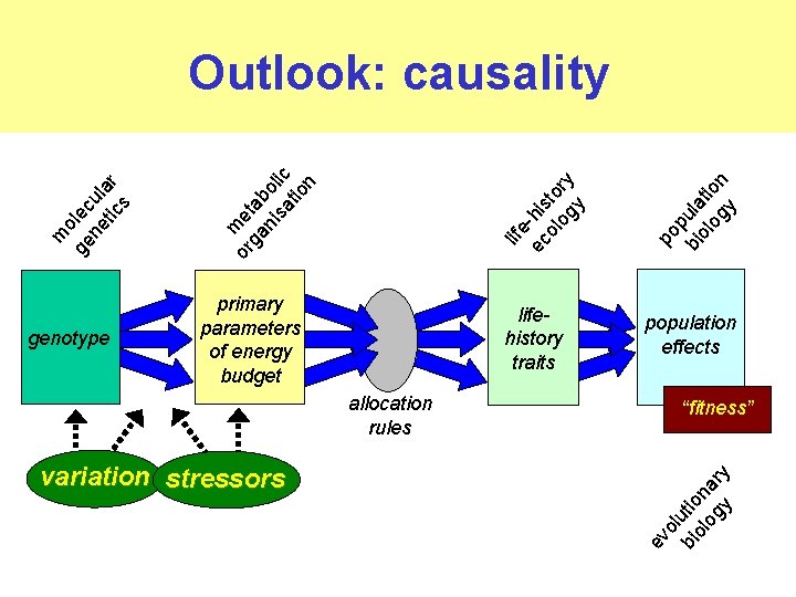 genotype primary parameters of energy budget lifehistory traits po p bi ula ol tio